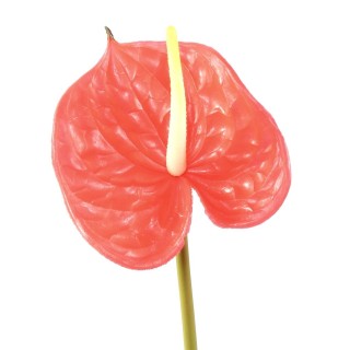 Kunst-Anthurium – Detailgetreu & 58 cm Hoch