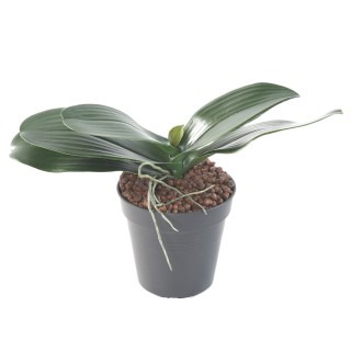 Phalaenopsis Kunstblattzweig, 17cm, Grün