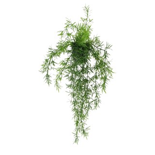 Pflegeleichte Hängepflanze Asparagus für Aussenbereiche, 55cm