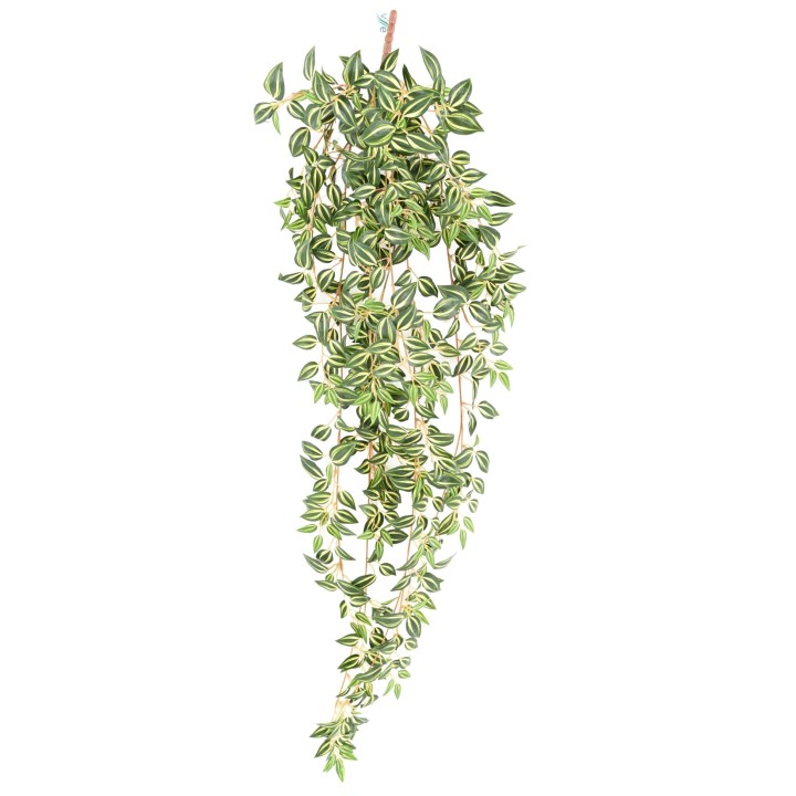 Pflegeleichte Tradescantia Hängepflanze, 110cm