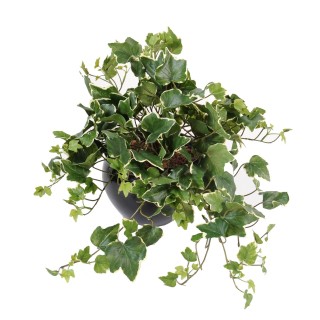 Dekorative Hängepflanze Ivy Gala, 50cm