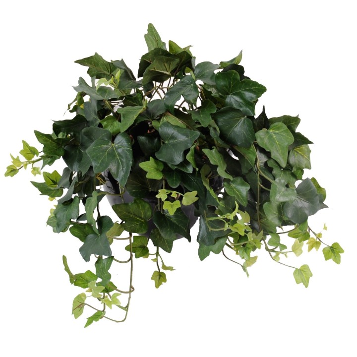 Naturgetreue Efeu Hängepflanze - 50 cm