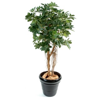 Künstlicher Schefflera Busch, 90 cm, naturgetreu grün