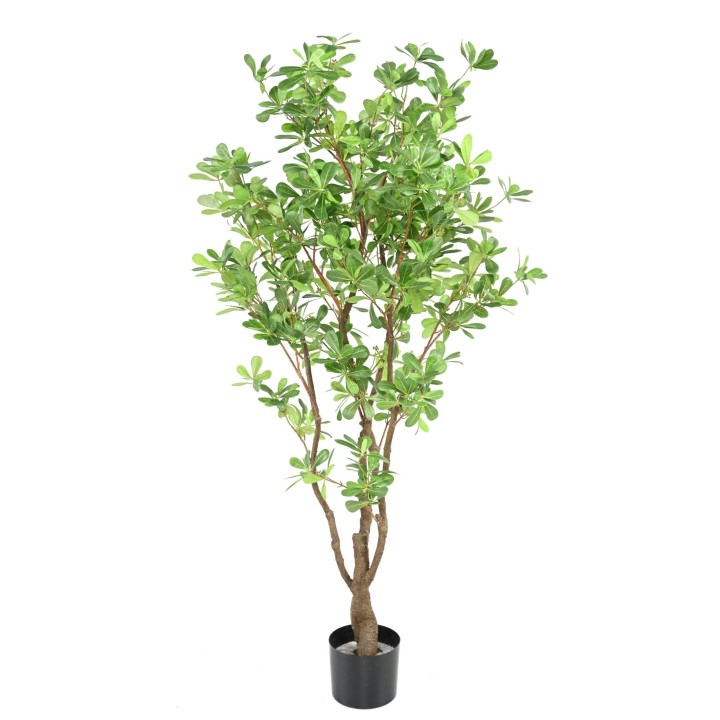 Naturgetreuer Kunst-Pittosporum Baum - 150cm Grün