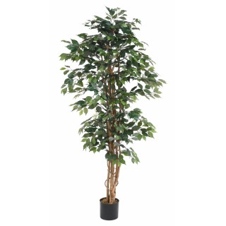 Künstlicher Ficus 190 cm – Naturgetreues Grün