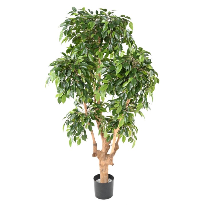 Künstlicher Ficus Natasja - 170cm - Naturgetreues Grün
