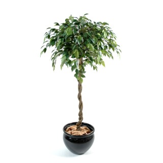 Edler Ficus Natasja Kugel-Kunstbaum – 140cm hoch, immergrün