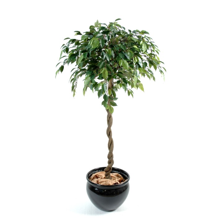 Edler Ficus Natasja Kugel-Kunstbaum – 140cm hoch, immergrün