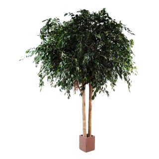 Grosser Künstlicher Ficus Exotica - 480cm Grün