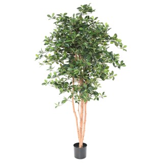 Kunstficus Black Olive 178cm - Pflegeleichte Eleganz