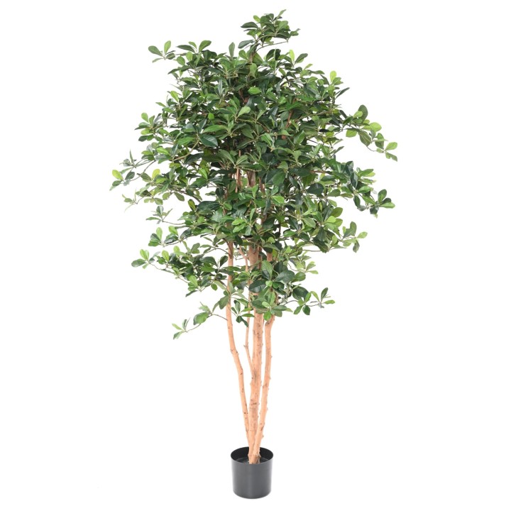 Kunstficus Black Olive 178cm - Pflegeleichte Eleganz