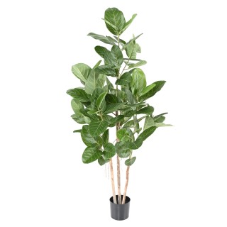 Künstlicher Ficus Audrey 150cm - Grün
