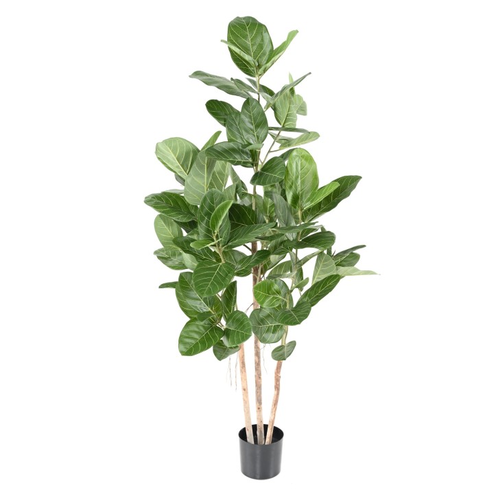Künstlicher Ficus Audrey 150cm - Grün