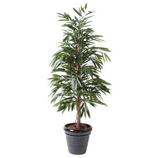 Exklusiver Künstlicher Ficus Alii 190cm, Grün