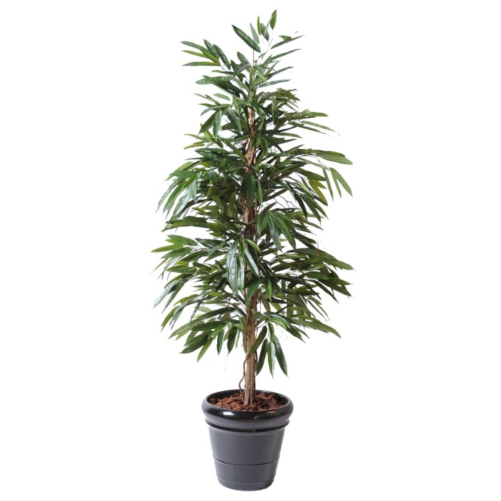 Exklusiver Künstlicher Ficus Alii 190cm, Grün