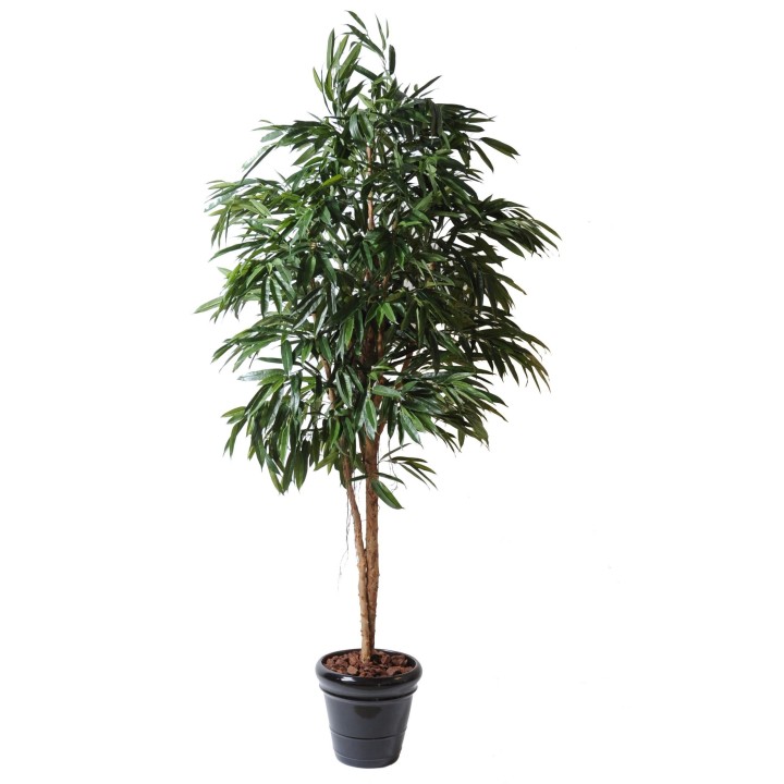 Künstlicher Ficus Alii Royal 250cm Grün