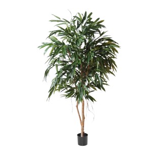 Künstlicher Ficus Alii Royal 190cm Grün