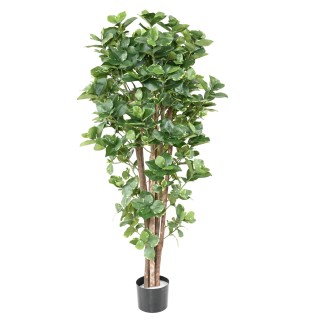 Kunstpflanze Clusia Variegata - 150cm, farbenfroh