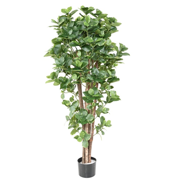 Kunstpflanze Clusia Variegata - 150cm, farbenfroh