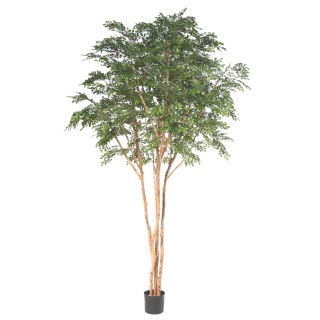 Exquisiter Kunst-Bucida-Baum, 330cm, Natur-Grün