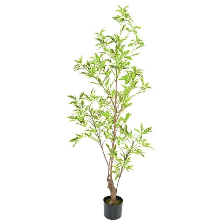 Hochwertiger Kunstbaum Aralia Plerandra - 145 cm - Grünes Blattwerk