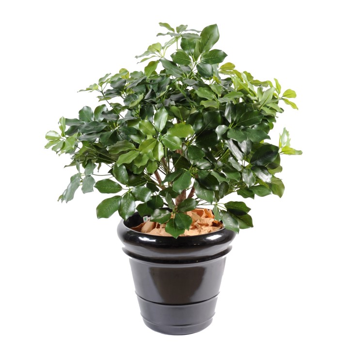 Schefflera Exotica Kunstpflanze - 90cm Grün