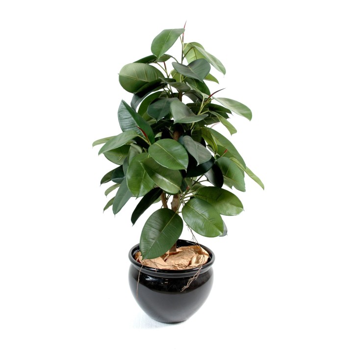 Künstlicher Gummibaum Ficus Elastica - 110cm