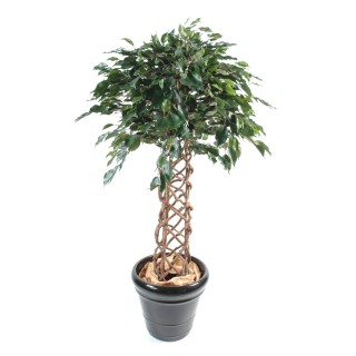 Künstlicher Ficus Käfigstamm 140cm - Naturgetreu und Pflegeleicht