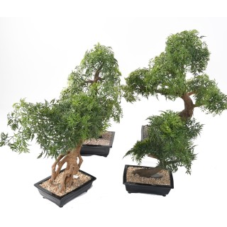 Künstlicher Aralia Bonsai in Keramikschale, 80cm