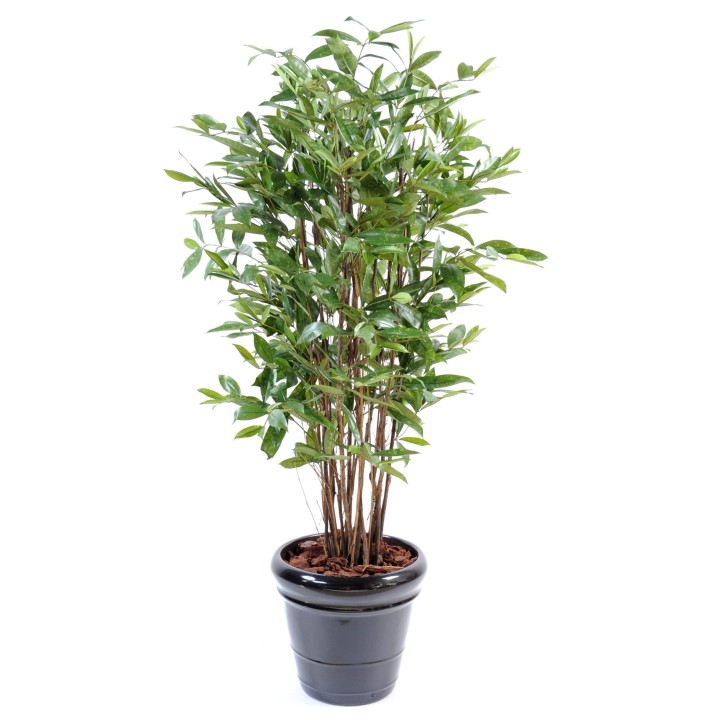 Hochwertige künstliche Dracaena Surculosa Pflanze, 150cm, grün