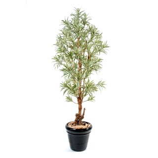 Künstliche Dracaena Reflexa 150cm Grün