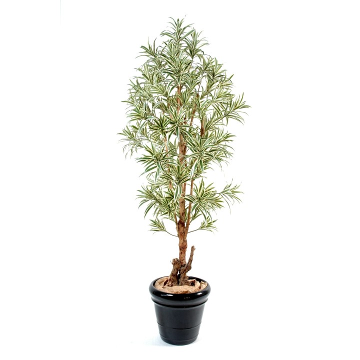 Künstliche Dracaena Reflexa 150cm Grün