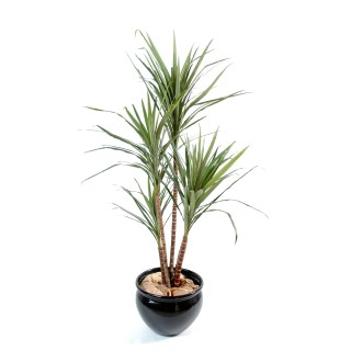 Künstliche Dracaena Marginata Pflanze 130cm - Grün mit roten Blattspitzen