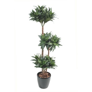 Exklusive Dracaena Fragans Compacta Kunstpflanze, 90cm, Naturgrün