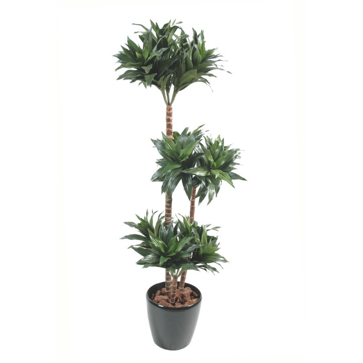 Exklusive Dracaena Fragans Compacta Kunstpflanze, 90cm, Naturgrün