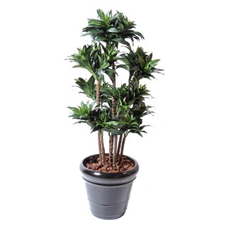 Künstliche Dracaena Fragans Compacta - 120 cm hoch - Grüne Blätter