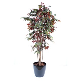 Künstliche Capensia Pflanze 170cm Grün-Rot