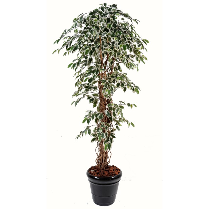 Künstlicher Ficus Baum - 180cm Grün