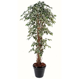 Künstlicher Ficus, 150cm, Weiss-Grüne Blätter, Premium