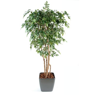 Premium Kunstbaum Ficus Natasja – 180cm Grün, Täuschend Echt