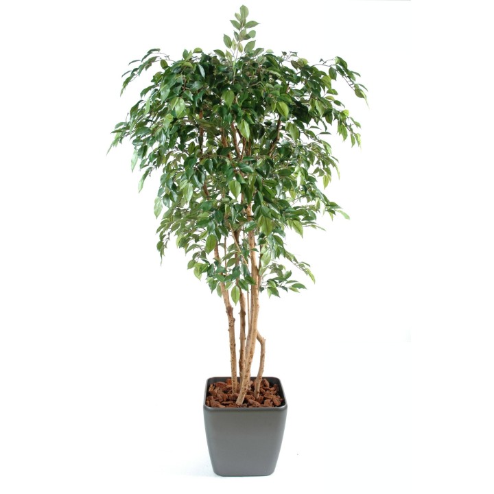 Premium Kunstbaum Ficus Natasja – 180cm Grün, Täuschend Echt