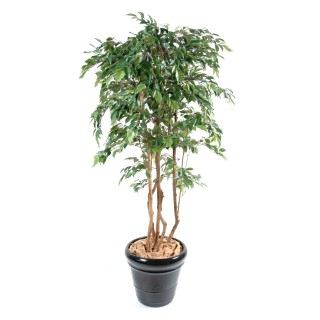 Ficus Natasja Kunstbaum Mehrstämmig 150cm Grün