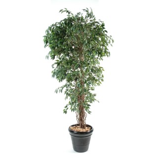 Ficus Kunstpflanze 180 cm – Lebensecht Gruen und Pflegefrei