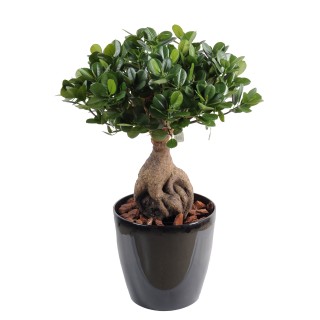 Kunst-Ficus Panda Ginseng, 60cm, grün