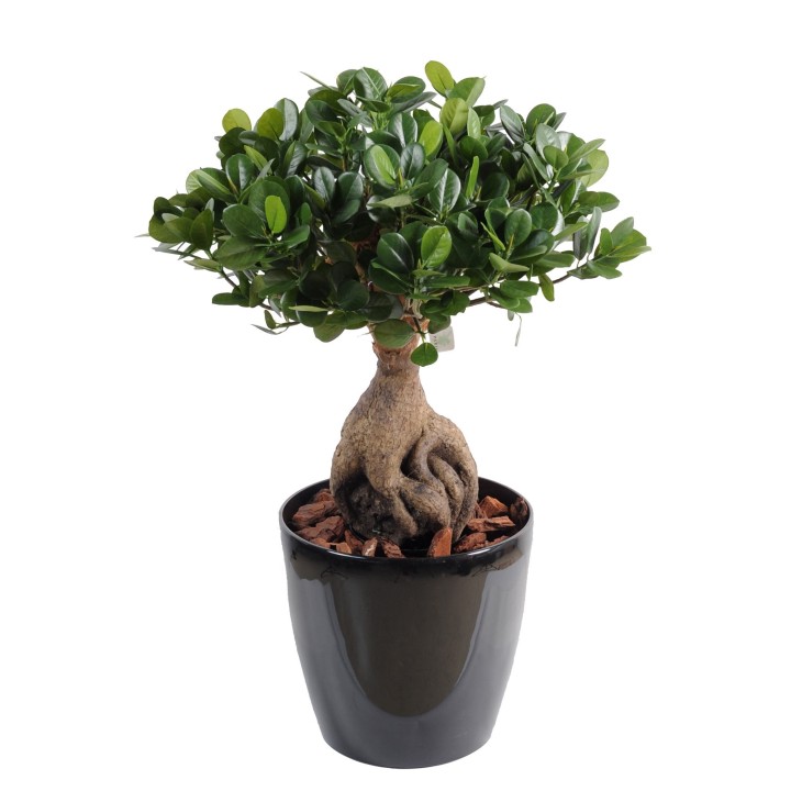 Kunst-Ficus Panda Ginseng, 60cm, grün