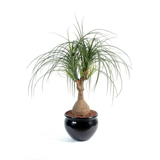 Künstlicher Elefantenfuss Beaucarnea, 75 cm, Grün