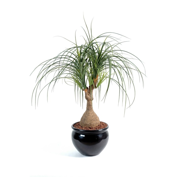 Künstlicher Elefantenfuss Beaucarnea, 75 cm, Grün
