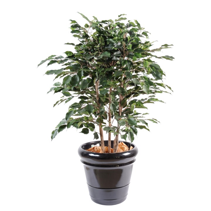 Künstlicher Ficus Exotica Baum 80 cm, Grün