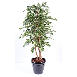 Lebensechter Ficus Exotica Kunstbaum - 180cm, Mehrfarbig, Pflegeleicht