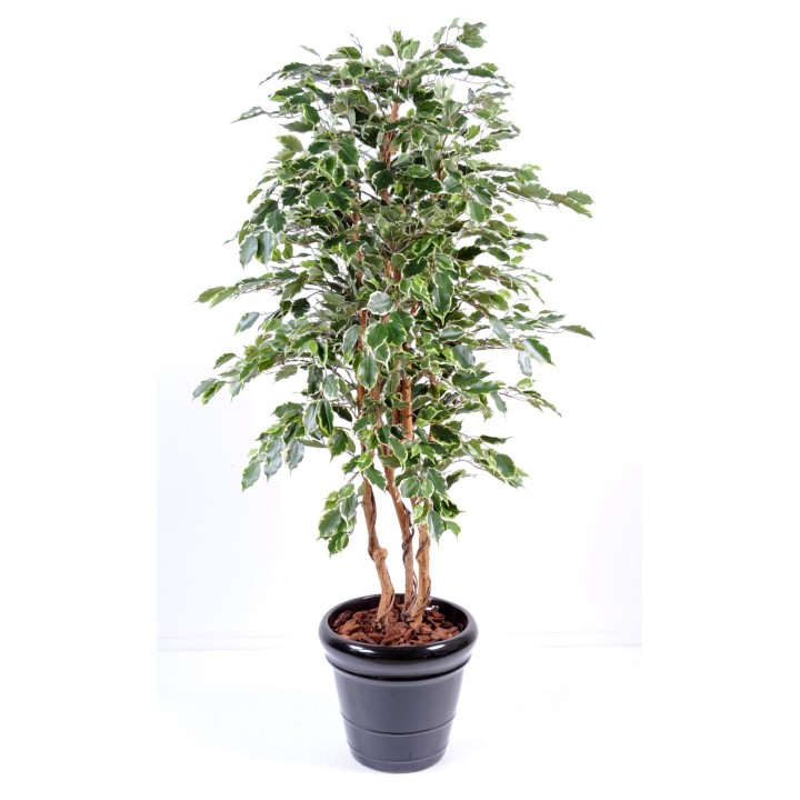 Lebensechter Ficus Exotica Kunstbaum - 180cm, Mehrfarbig, Pflegeleicht